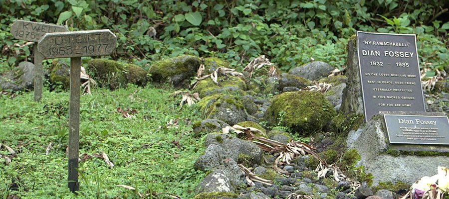 LoveUgSafaris's tweet photo. Even if #gorillatrekking and #goldenmonkeytracking take a lion’s share in almost all bucket lists of #tourists to #Volcanoesnationalpark, a hike to #DianFossey’s grave yard is also worth doing on any #Rwabdasafari
#VisitRwanda #Travel #Safari #Tourism https://t.co/DNPg1uQ1Bi