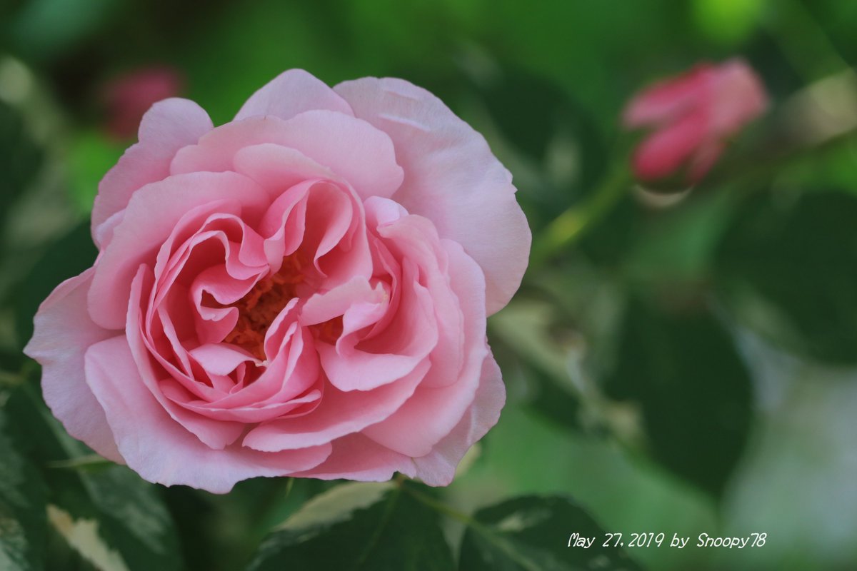 ヘルシューレン