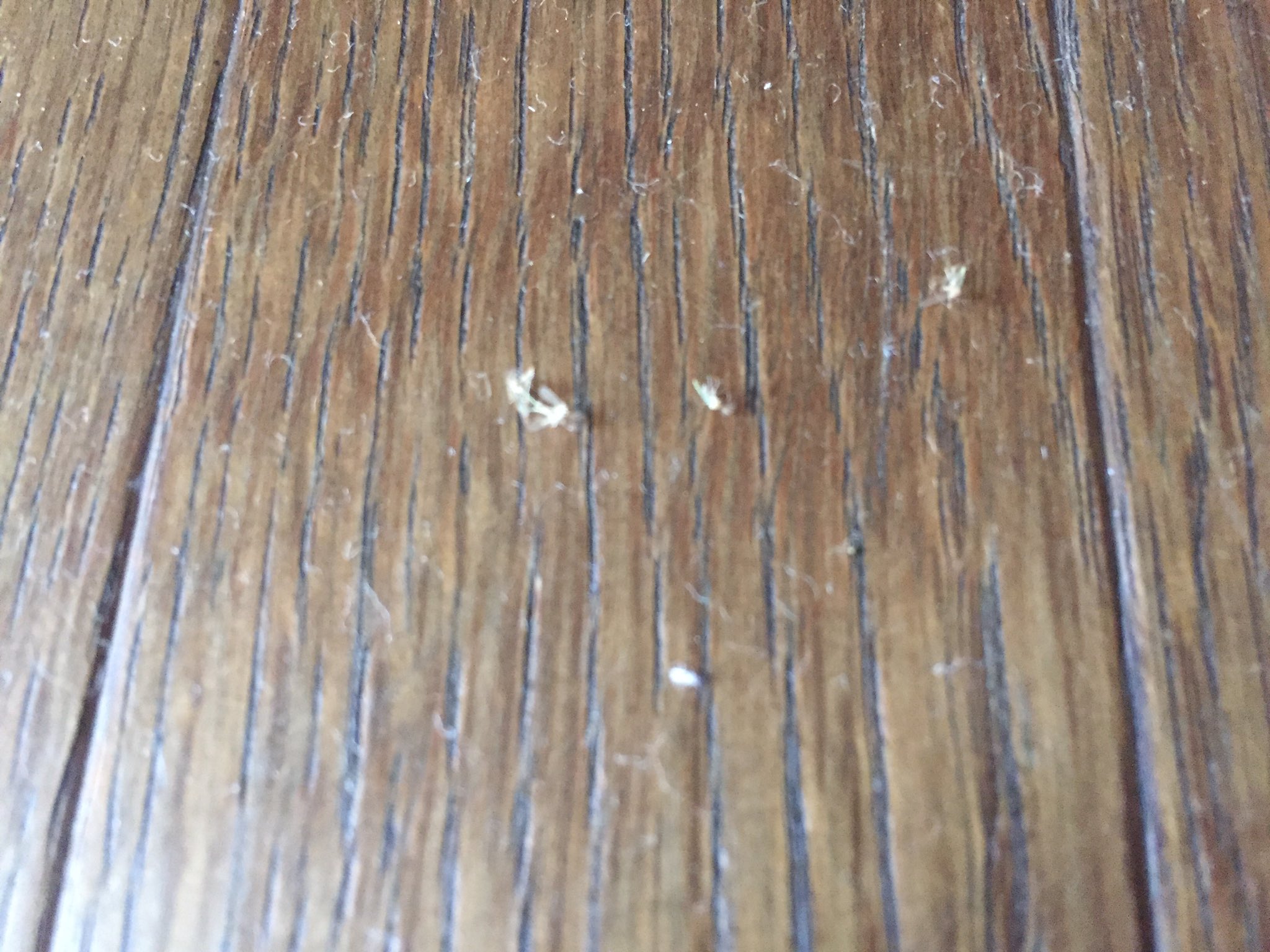 Uzivatel イヂュイ Na Twitteru 家の中で大量の小さい虫みたいなのが死んでたんだけどなんなんですかね Uzivatel イヂュイ Na Twitteru 家の中で大量の小さい虫みたいなのが死んでたんだけどなんなんですかね
