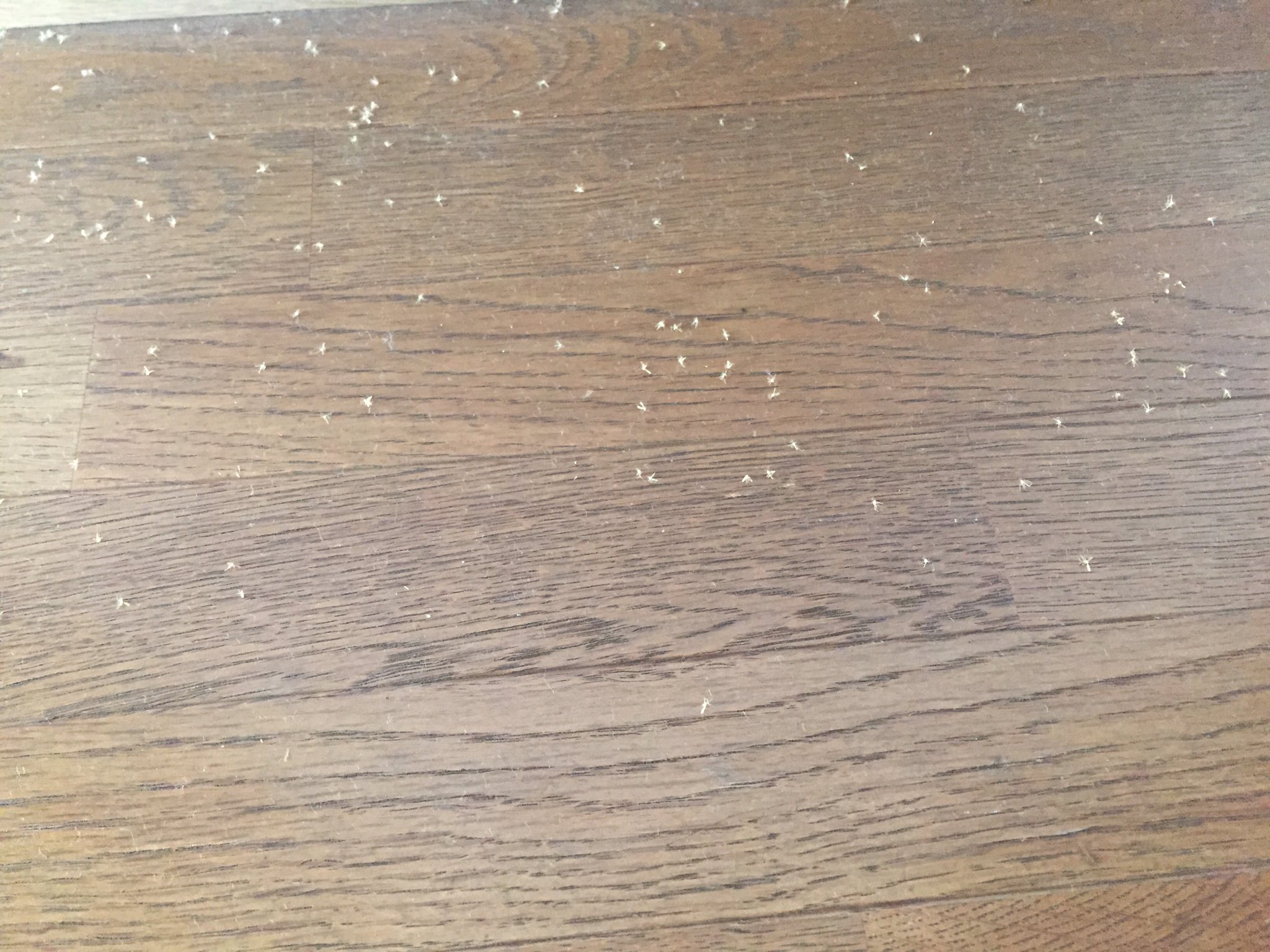 イヂュイ3 家の中で大量の小さい虫みたいなのが死んでたんだけどなんなんですかね T Co Si44ht39re Twitter