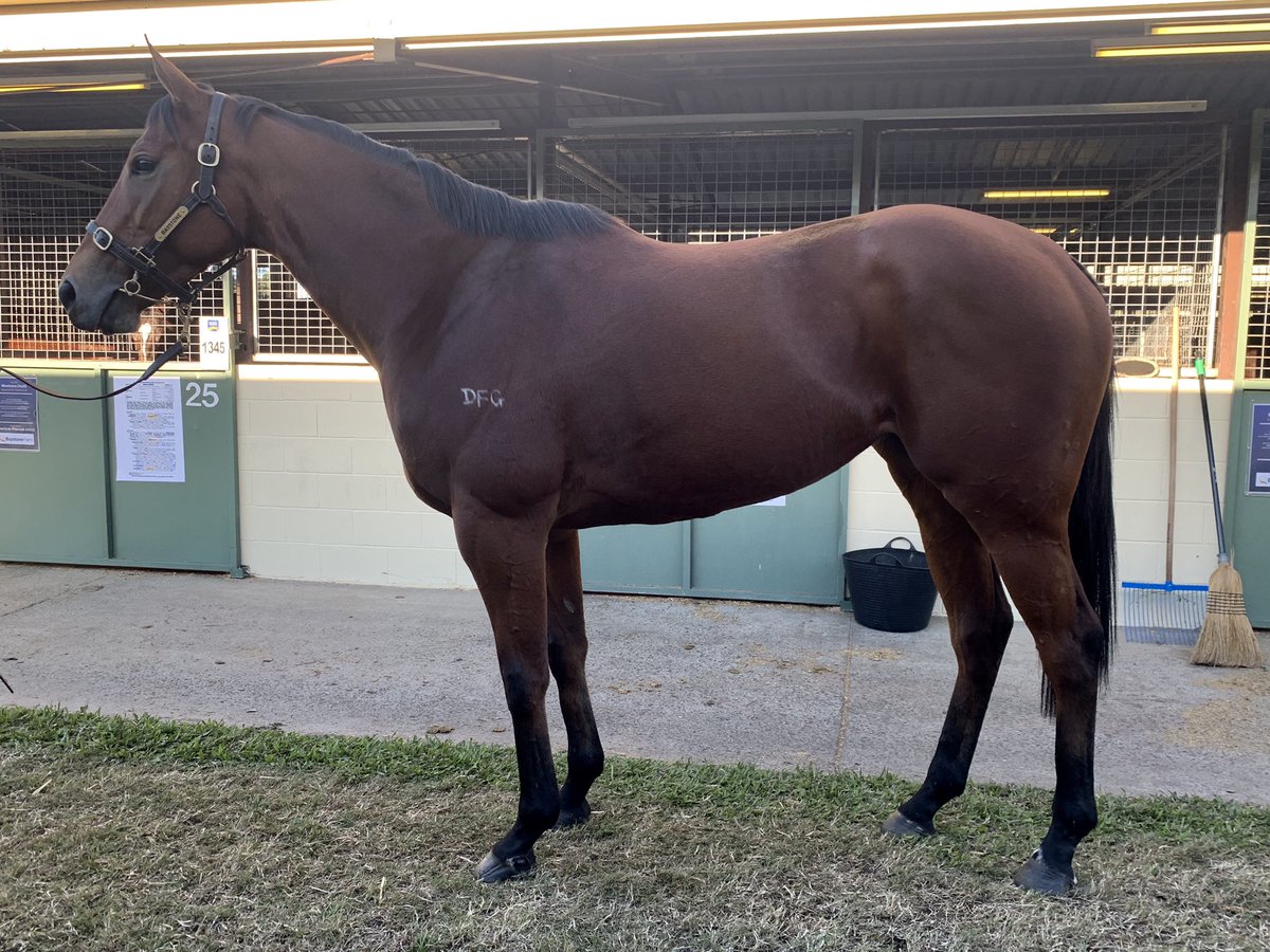 BaystoneFarm's tweet photo. 317 individuals parades (71 cards!) for the draft today - Don’t miss our maidens selling tomorrow!
Pictured is the pride of the Northern Territory - Lot 830 Desert Lashes! https://t.co/ERq6K61pg4
