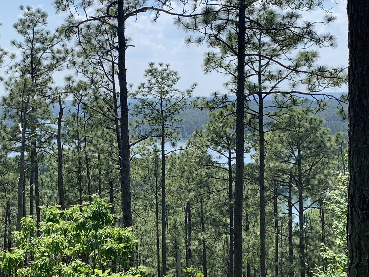 CarlosCatalysis's tweet photo. For the new #students, #faculty and #staff at @AuburnU @AuburnEngineers @AUCivilEngineer @auburnresearch @shpe_au this #park is very nice and a great place for  #hiking #BeautifulAlabama #StuffsToDoInAlabama #GreatTimeInAlabama #AuburnMotivation #AlabamaHiking #NatureIsLife https://t.co/g5CLw9XJym