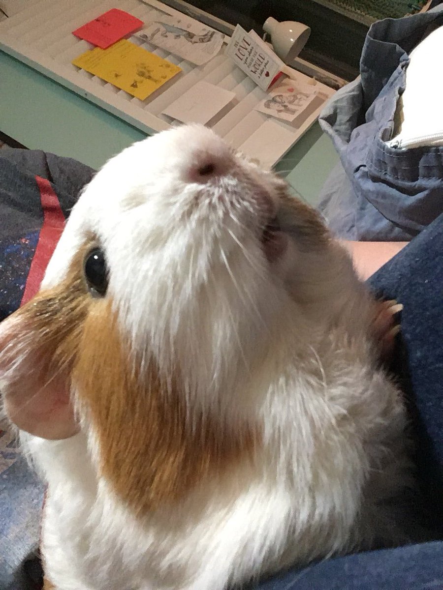 snaccsophone's tweet photo. @Jerrypleasure @mirzashahmeer_1 Do guinea pigs count? https://t.co/SOw8K22hUt