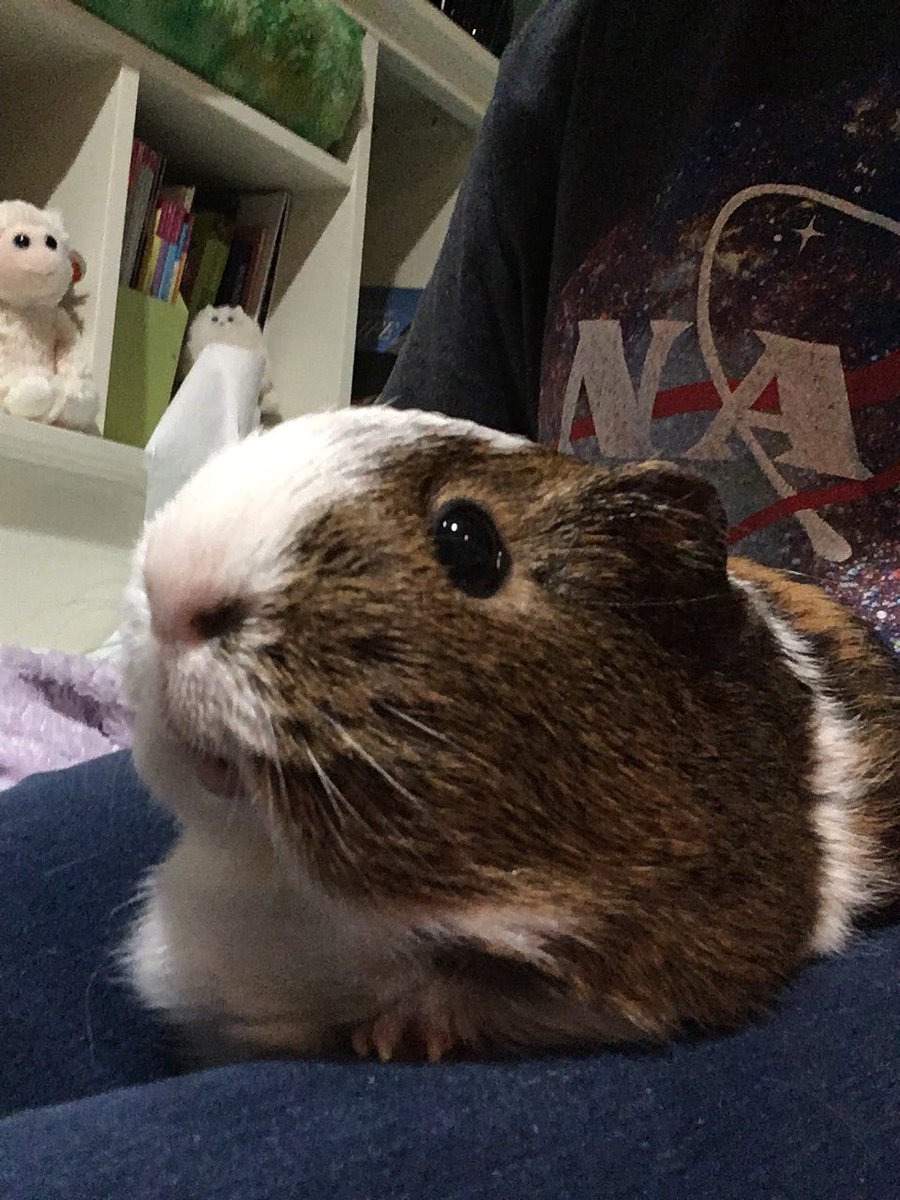 snaccsophone's tweet photo. @Jerrypleasure @mirzashahmeer_1 Do guinea pigs count? https://t.co/SOw8K22hUt