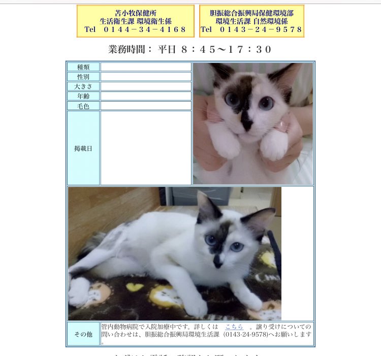 北海道 保健所 里親募集 苫小牧保健所さん ボーダーコリーさん 赤い首輪の女の子 が迷子収容されています 猫さんは入院中です 手術も終え 生活には支障がないそうです 拡散希望 北海道 保健所 里親募集 迷い犬 ボーダーコリー 猫の里親募集