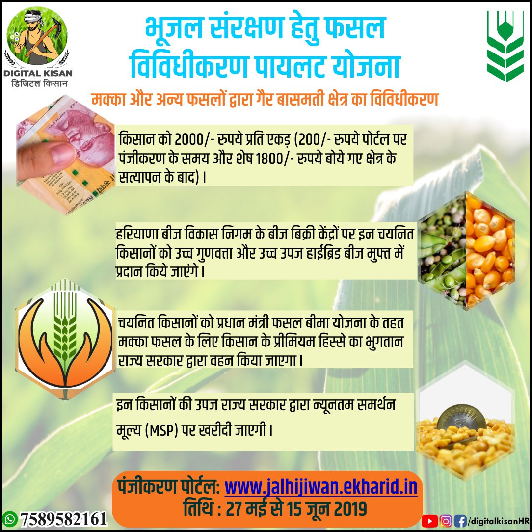 Agriculturehry's tweet photo. भूजल संरक्षण हेतु फसल विविधीकरण
#DigitalkisanHaryana #Digitalkisan #DigitalIndia #Harayana #Agriculturedepartment #Kaithal #Jind #Ambala #Kurukshetra #Sonipat #Yamunanagar #Karnal #Asandh #Pundri #Narwana #thenesar #Ambala #Radour #Gannaur #Paddycultivation #rice #Maize #arhar https://t.co/v7IZeaXToM
