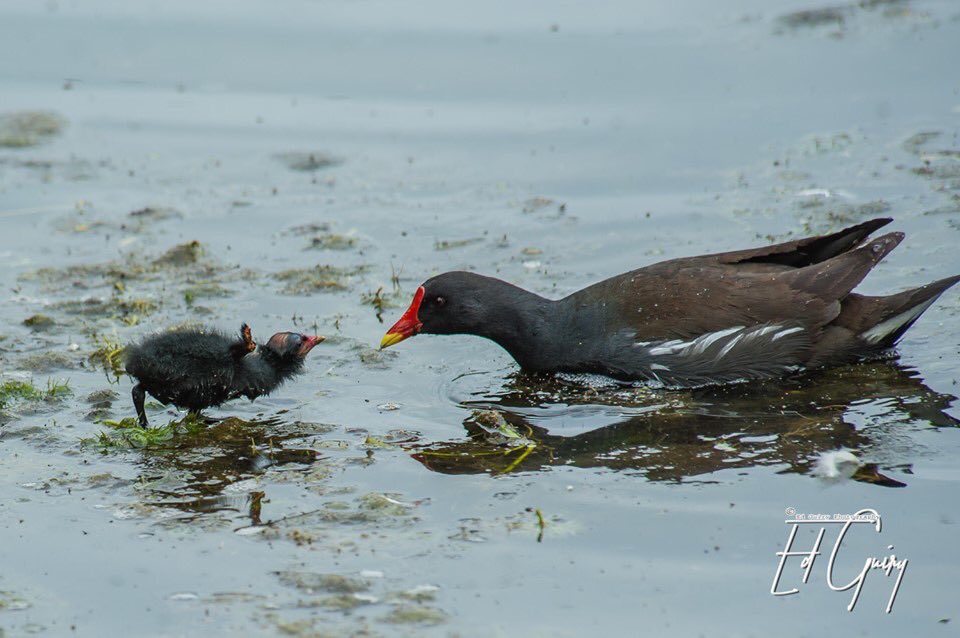 edmund_guiry's tweet photo. #tipperary #nikon #wildlifephotography #marlfield #waterfowl #newlife @edmund_guiry Moorhen tending her chick in Marlfield Lake, Clonmel Co. Tipperary! https://t.co/5zXeCGlCzq