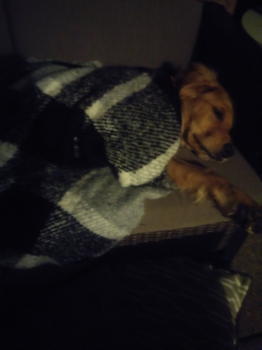 ZexisFury's tweet photo. Now he sleep https://t.co/zVKvx6eK7p