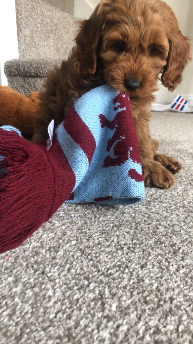 connormorgan8's tweet photo. DISNEY is ready for the big game today. Come on you villa boys this game means everything ⚽️ @AVFCOfficial #avfc #UTV #wembleystadium #cockapoo https://t.co/HTxuwfIndW