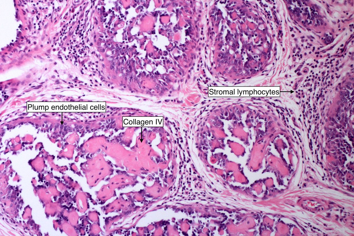 MBBS_Pathology tweet picture