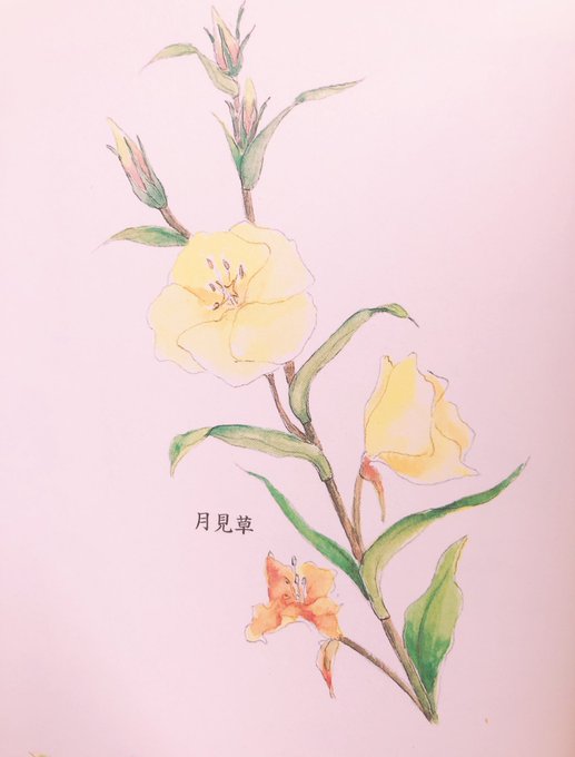 月見草のtwitterイラスト検索結果 月見草のtwitterイラスト検索結果