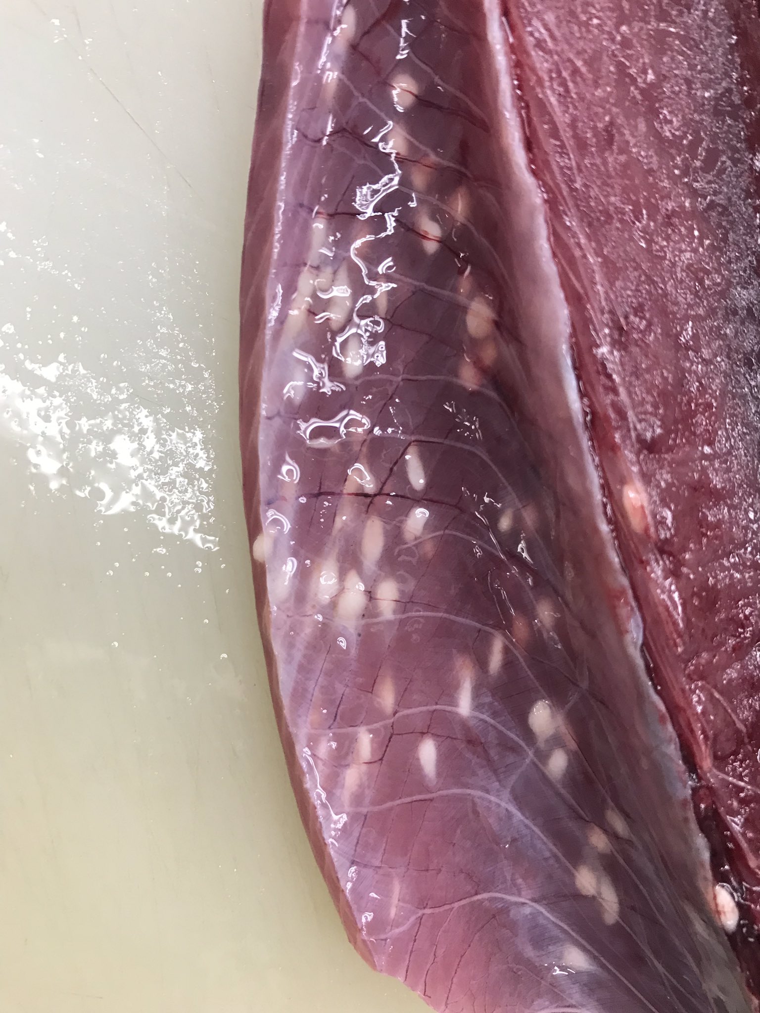 多田水産 お刺身と寄生虫の画像が交互に送られてくる あなたをフォローしたら起こる事