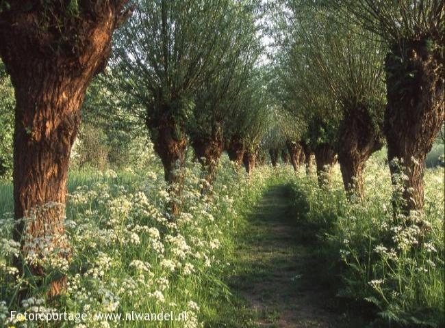 wandelzoek's tweet photo. Groene Wissel Rhoon

'2x een groene wissel wandeling gelopen en nu al een grote fan van deze wandeling. Gedetailleerde omschrijving en veel herkenningspunten. En wat een pracht natuur onder de rook van Rotterdam.', reactie wandelaar op Wandelzoekpagina.

https://t.co/nJbT57dLJ7 https://t.co/UXYODIwvMD