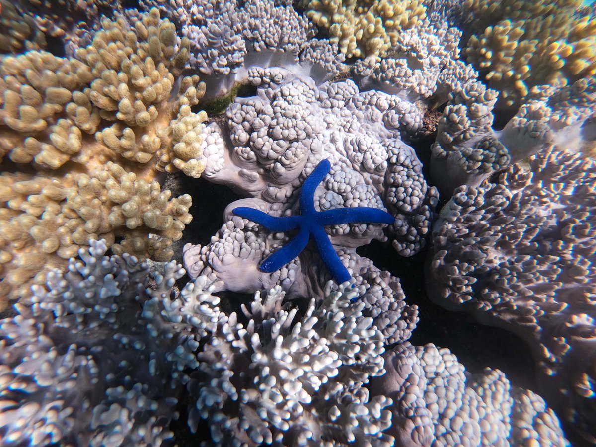 Ocean Safari tweet media