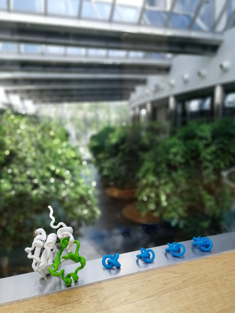 SulkowskaLab (@sulkowskal) on Twitter photo There are four known knot types occurring in proteins, but the trefoil knot is the most popular one. On the left - our 3D printed model of YbiK - a deeply knotted tRNA methyltransferase. The knot core is in green and the Centre of New Technologies <a href="/UniWarszawski/">Uniwersytet Warszawski</a> in the back. There are four known knot types occurring in proteins, but the trefoil knot is the most popular one. On the left - our 3D printed model of YbiK - a deeply knotted tRNA methyltransferase. The knot core is in green and the Centre of New Technologies <a href="/UniWarszawski/">Uniwersytet Warszawski</a> in the back.
