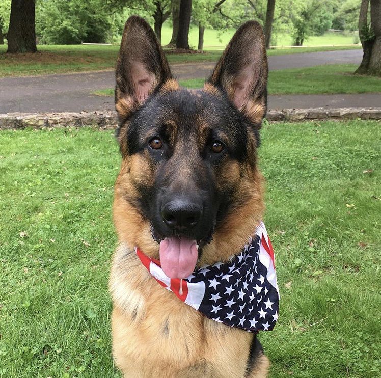 Dog__360's tweet photo. Happy Memorial Day 🇺🇸 Tag a friend who would enjoy this 📸 Ig @phinandwinsta
•
•
•
•
📦 Save 10% off your next order with promo code “POOCH360”  ➡️https://t.co/lqYMmaqpjW #dog360 https://t.co/tv0j1Sq0u8