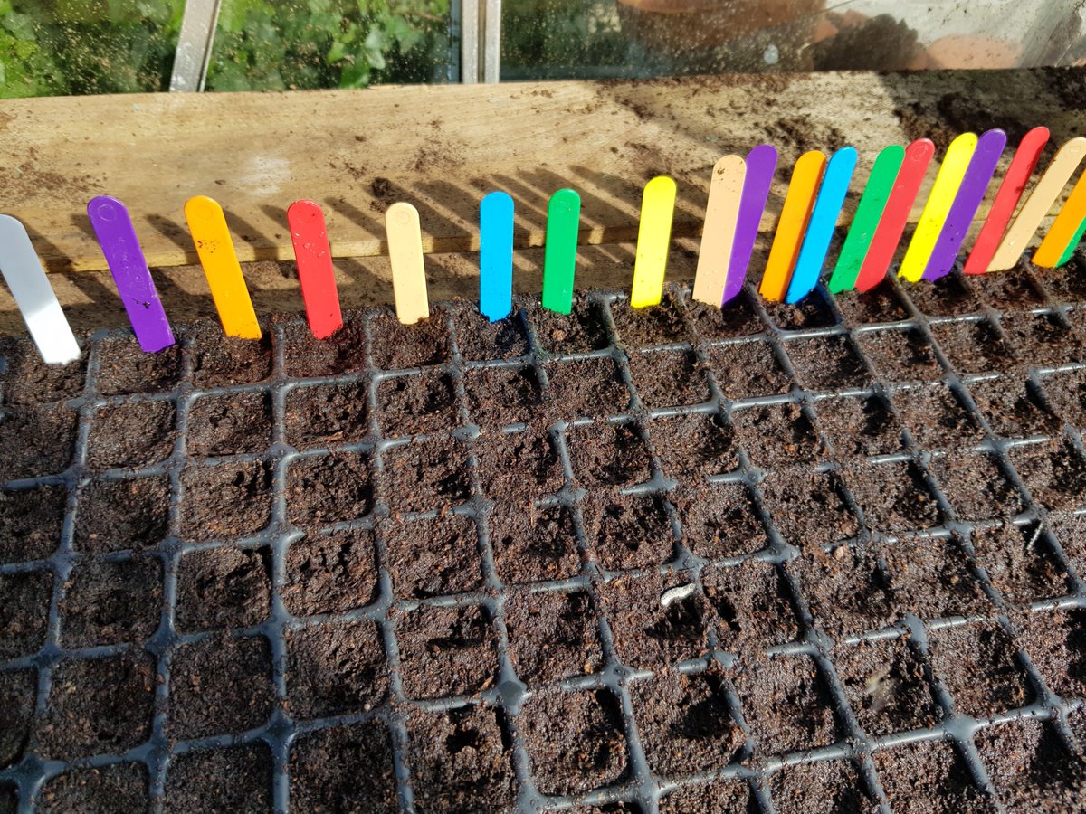 grow_mad's tweet photo. I have learned the hard way about labeling. Sun bleached, rain washed faded marker pen, no more! Now I label everything with coloured labels and keep a list in the office. These came from @GardenNaturally and @Essentials_Comp #gyo #allotment #gardening #kitchengarden 😍 https://t.co/k7DadBNPcR