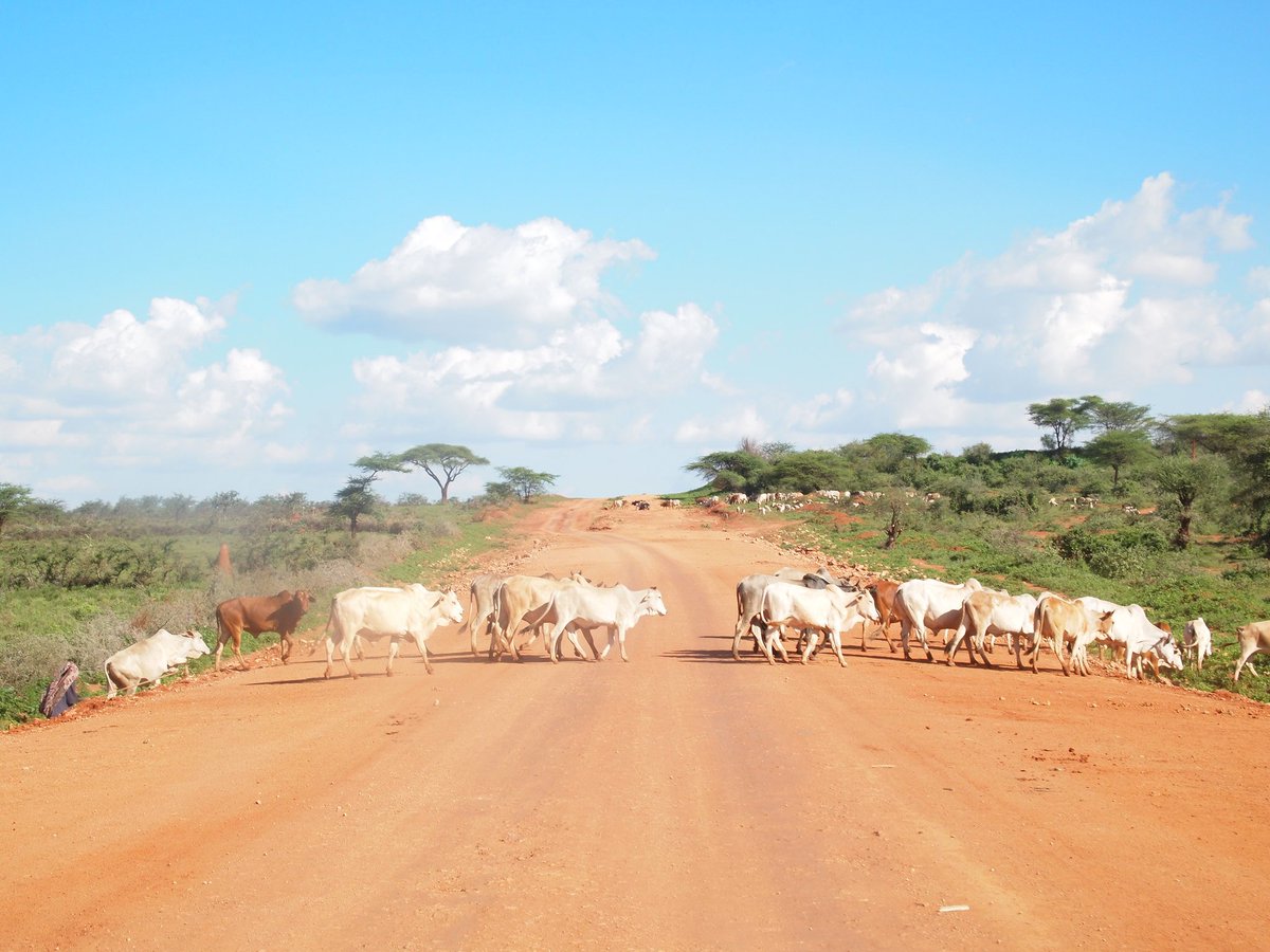 Livestock and Ethiopian agricultural livelihoods are inseparable. To keep the country’s livestock systems both #climate-resilient and low-carbon CCAFS &amp; partners are developing a robust MRV system. #CRGE ow.ly/QXNp50uqe1x <a href="/GRA_GHG/">GRA</a> <a href="/UNFCCC/">UN Climate Change</a> <a href="/IPCC_CH/">IPCC</a> <a href="/ACIARAustralia/">ACIAR</a>