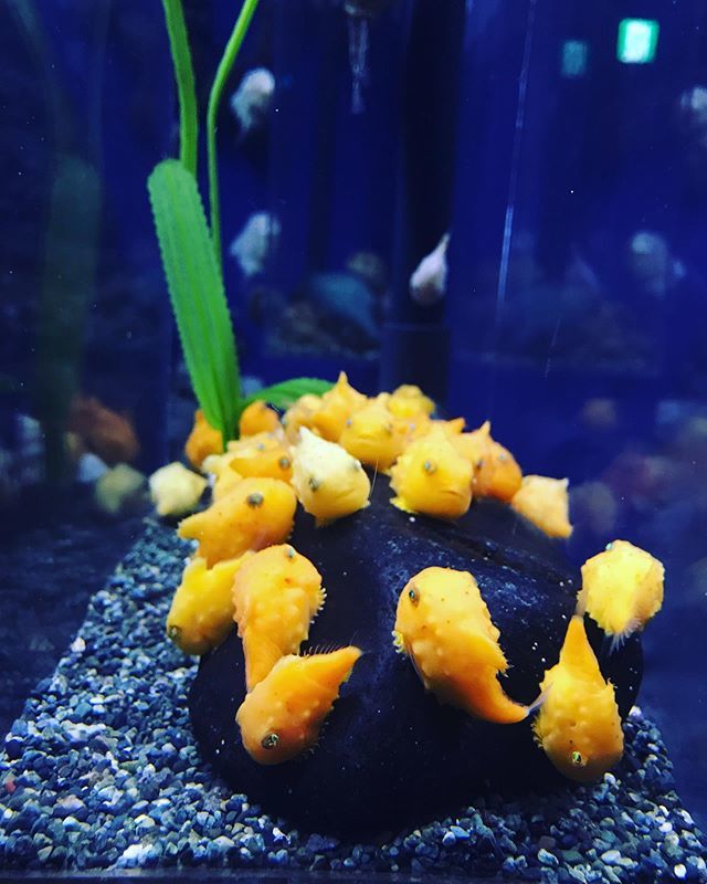 Re_cycle_Style's tweet photo. Early summer trip to aquarium.🐠🐬🐳🐡🐠#littletrip #プチ旅行 #fish#colour#inspiration#jellyfish#fish#baby#魚#赤ちゃん#静止#夏 https://t.co/lqGvHJW39w https://t.co/59j0WNfKRD