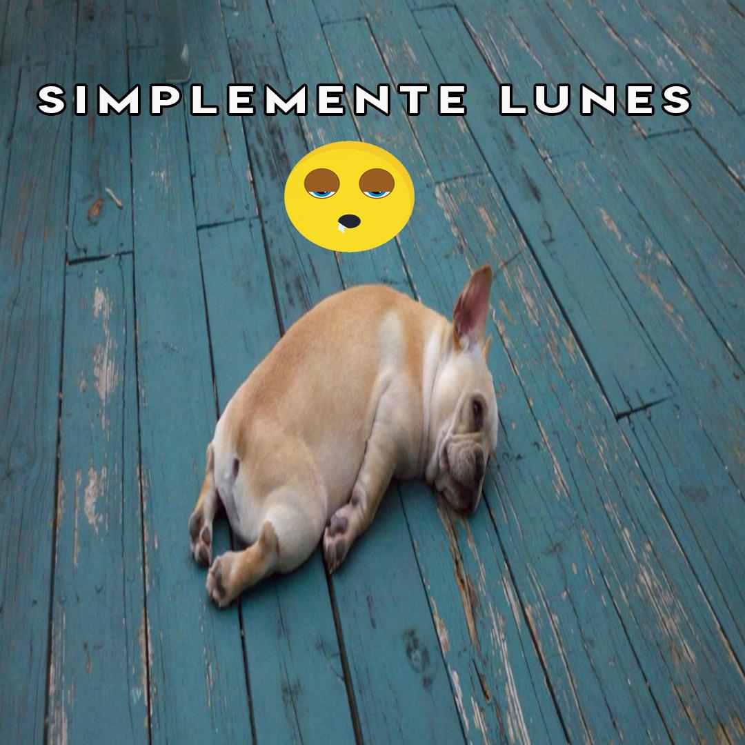 polosopuestoslp's tweet photo. Simplemente #Lunes, que la fiaca no te tire para atrás.... 😪😴
#BuenLunes #LaPlata https://t.co/hRD47MKpol