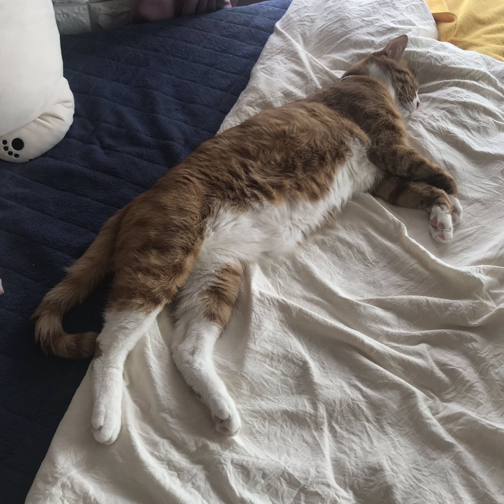 さんぬこさん Twitterissa しのぶはホント 気持ち良さそうに寝る 猫 ねこ さんぬこさん しのぶくん T Co Vpwpu3mbce Twitter さんぬこさん Twitterissa しのぶはホント 気持ち良さそうに寝る 猫 ねこ さんぬこさん しのぶくん T Co Vpwpu3mbce Twitter