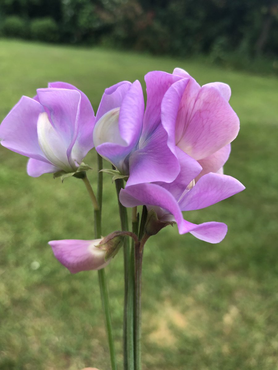 TheJSheppard's tweet photo. Sold more seeds of this variety than any other this year #sweetpea #turquoiselagoon https://t.co/vS2p2V7I8S