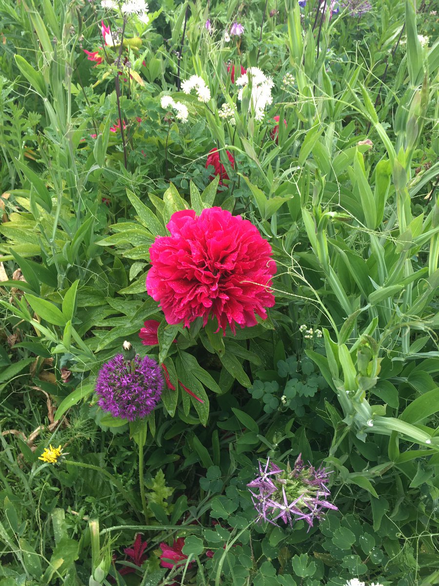 Amykawhite's tweet photo. Some lovely flowers @HelminghamHall gardens yesterday #Springplantfair 😊 https://t.co/MRYyjLUgKq