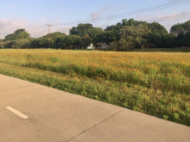 NorthavenTrail's tweet image. The wildflowers are looking good!