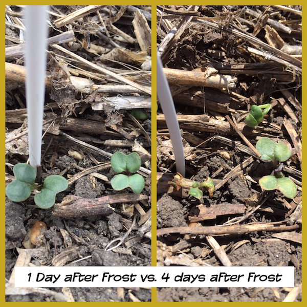 ManitobaCanola's tweet photo. A little frosty in some areas of Manitoba last night.  This @CanolaWatch article help answer the two questions that might be weighing on your mind.

1. Did the crop survive? (Do I need to reseed?)
2. When can I resume weed control?

https://t.co/KtXgsiLt1I https://t.co/pWgzfrnZzW