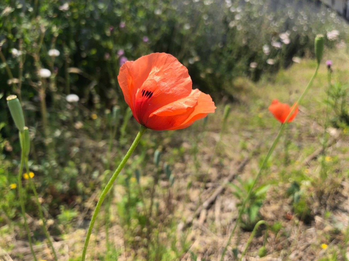 親として子供に…
望む生き方がある
最も成果の出る効果的な方法は…
自分が、そのように生きること☺️

子供達は、言葉ではなく…
親の本質を感じ取ってそして
親の生き方を学ぶんだ。

だから、子供のためだと離婚をしないで平穏に見える選択も、自分の本当の心を隠して取り繕う生き方を学ぶんだ…