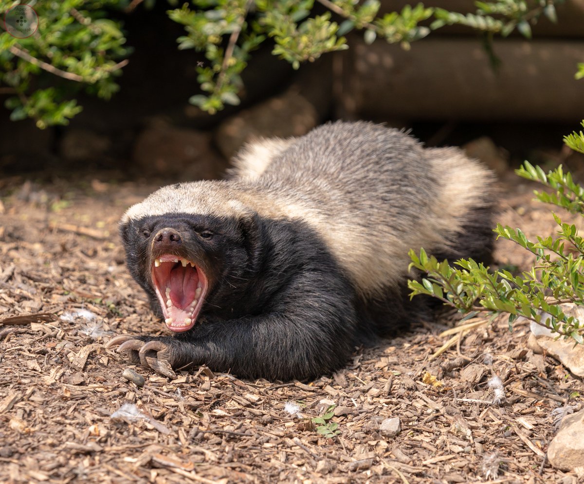 Résultat de recherche d'images pour "ratel"