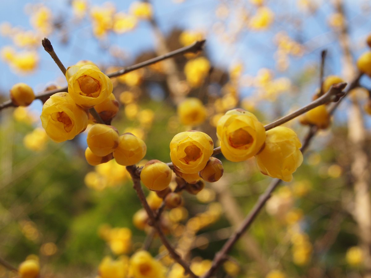 Hartree_Y's tweet photo. #Angiospermae #Magnoliids #Laurales
Wintersweet・蝋梅 https://t.co/qPKsU6zmUS