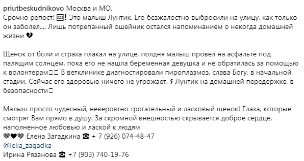 helpanimall's tweet photo. #срочно #сос #sos #п��мощь #помощьживотным #щенок #собака #help #helpanimal  #животные #возьмисобаку https://t.co/yoZmECQnaN