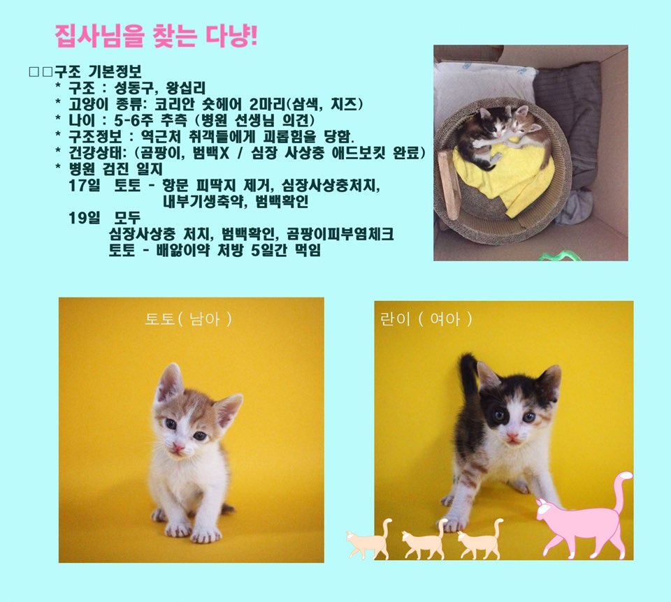 chsflowerangel's tweet photo. https://t.co/tIgehA6qDo

https://t.co/1IFiZQGHSm

🐈가족을 찾고 있어요!!!
🐱행복한 고양이가 될거에요🐱 https://t.co/0KXFQAlxQR