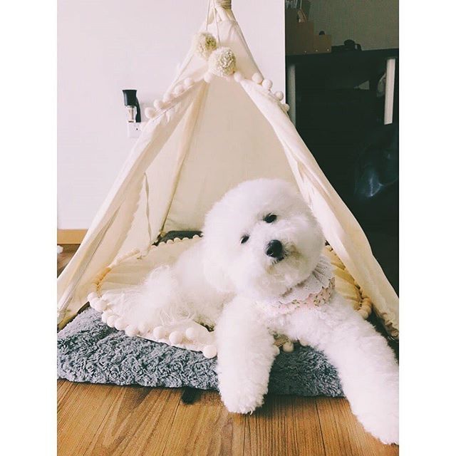 Welcome Monday 🌟
How was your weekend? Enjoyed some sunshine (or some cold days, as we are not enjoying here 😊).
Here is Plum @plummybichon, all groomed and enjoying a new bed!

More dogbeds at minicampshop.com ✨ bit.ly/30LUK7J