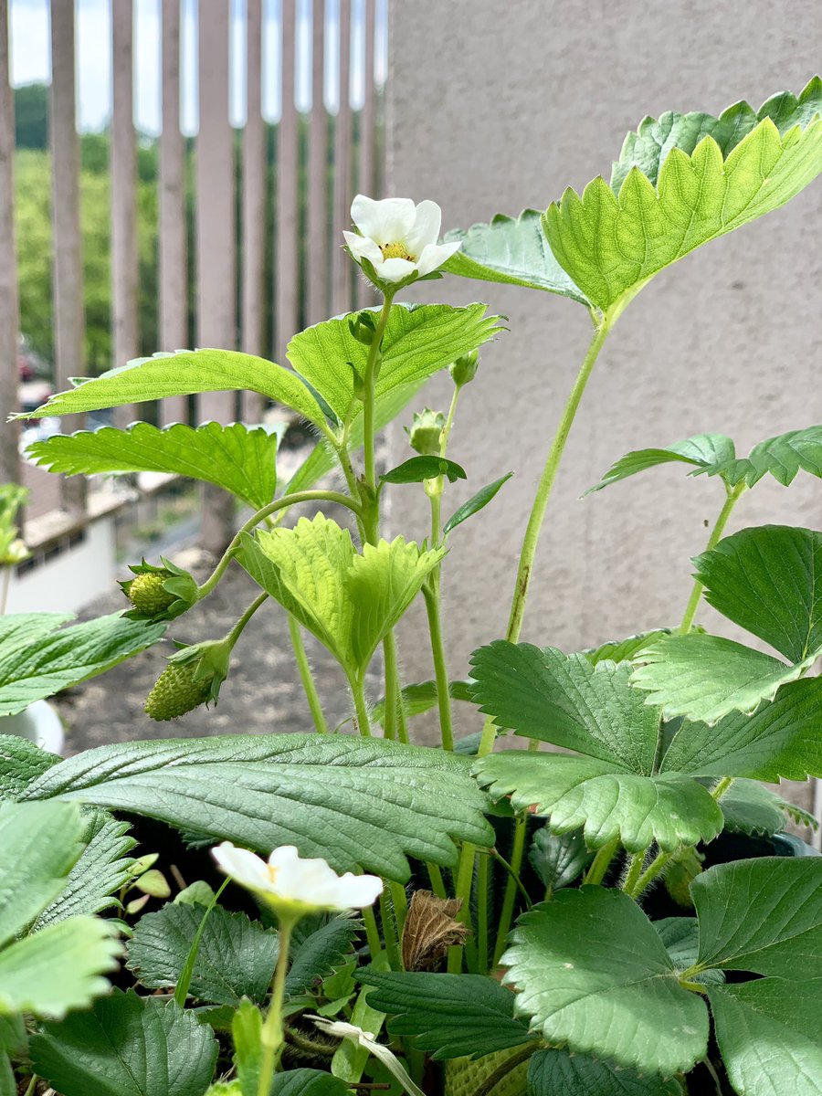TeamBallet's tweet photo. Ouiiii c’est #LundiFleuri ! 
Les fleurs de fraisiers sont la promesse d’un beau cadeau de la nature... je les trouve tellement poétiques 🥰 https://t.co/op05b2Uaf9