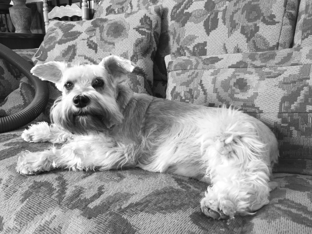 Alfonsomm59's tweet photo. @dogcelebration @conchimenchero Lula preparada para el verano de fichajes del @Atleti vamos cholo señala el camino orgullosos #NuncaDejesDeCreer #delatletisoy #atleticosporelmundo #paces2020 #vamosdeboda vamos ESPAÑA Vamos https://t.co/1MWjKQrOeG