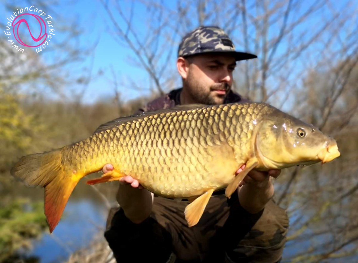 A day of commons for consultant Tom Milson .. Landing only mirrors from his previous session, and used his NSR to land, weigh and release all his fish.

Evolutioncarptackle.com #EvolutionCarpTackle #Evolve® #ArtificialBaits #NSR® #TotalFishCare #LastElementsRange #TeamEvo