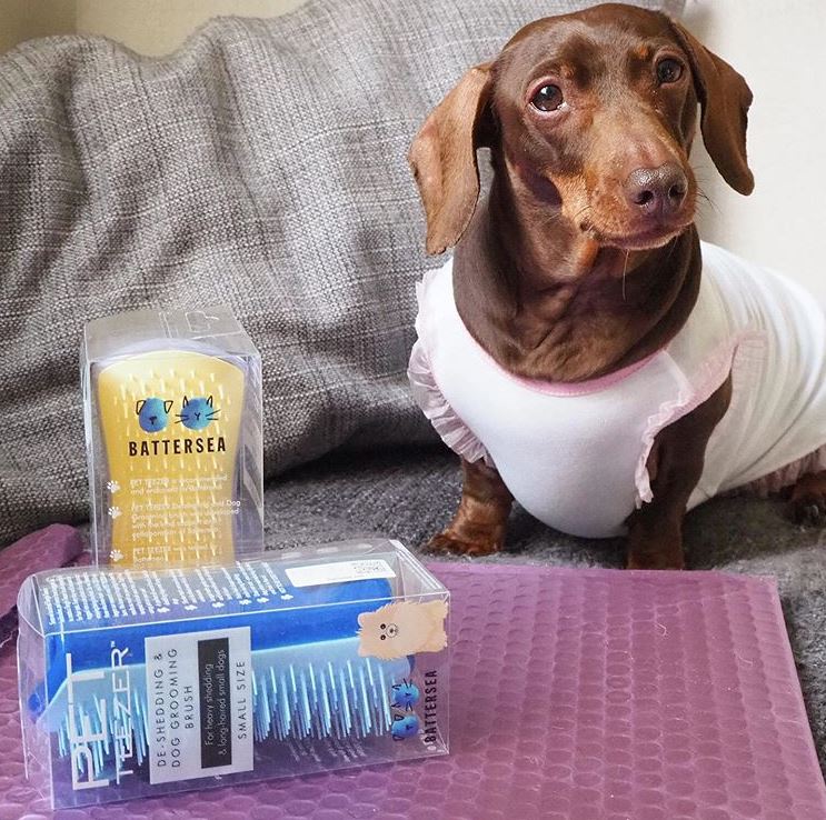 That 'my fur isn't going to brush itself' look 😂😂
#PetTeezer <a href="/pop_sausage/">Brianna Fischer💫📊</a>