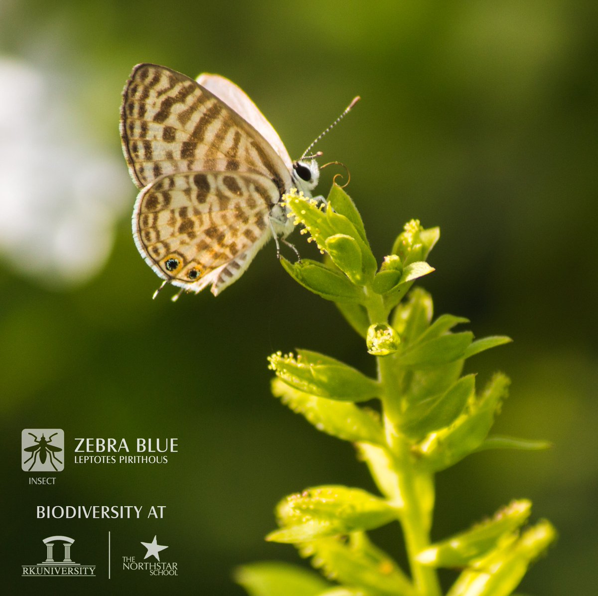 northstarindia's tweet photo. #ZebraBlue, captured at #RKU walkway through #Northstar, is one of the most beautiful insects at RKU & #NorthstarCampus. Generally, it is found in #Africa, #Asia & #Europe in gardens, parks, coastal habitats, etc.
To know more, visit: https://t.co/XRHCNA1GMi
#thenorthstarschool https://t.co/unvCqJ34Cc
