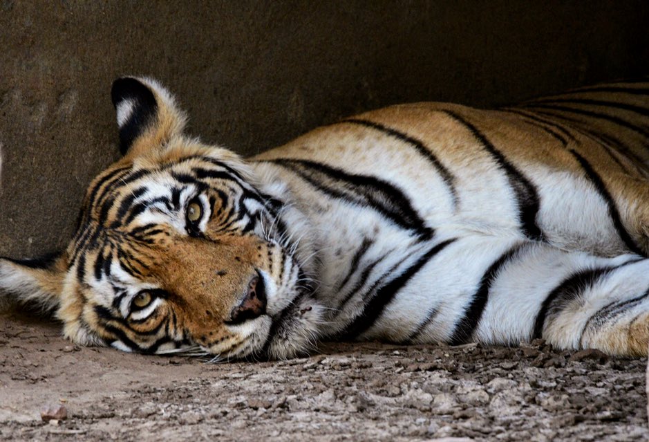 Roflindian tweet media