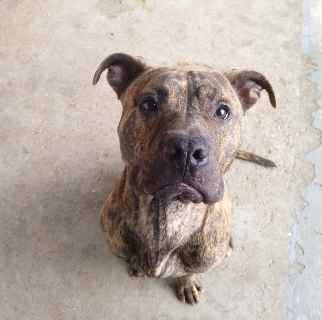 Soy Boro, soy todavía un cachorro de 8 meses y quiero salir de este sitio. Quiero ir a una familia que me quiera para siempre. Soy un perrito muy bueno y te haré siempre compañía. ¿Me ayudas a buscar una familia?
Contacto: adoptasospitbull@gmail.com