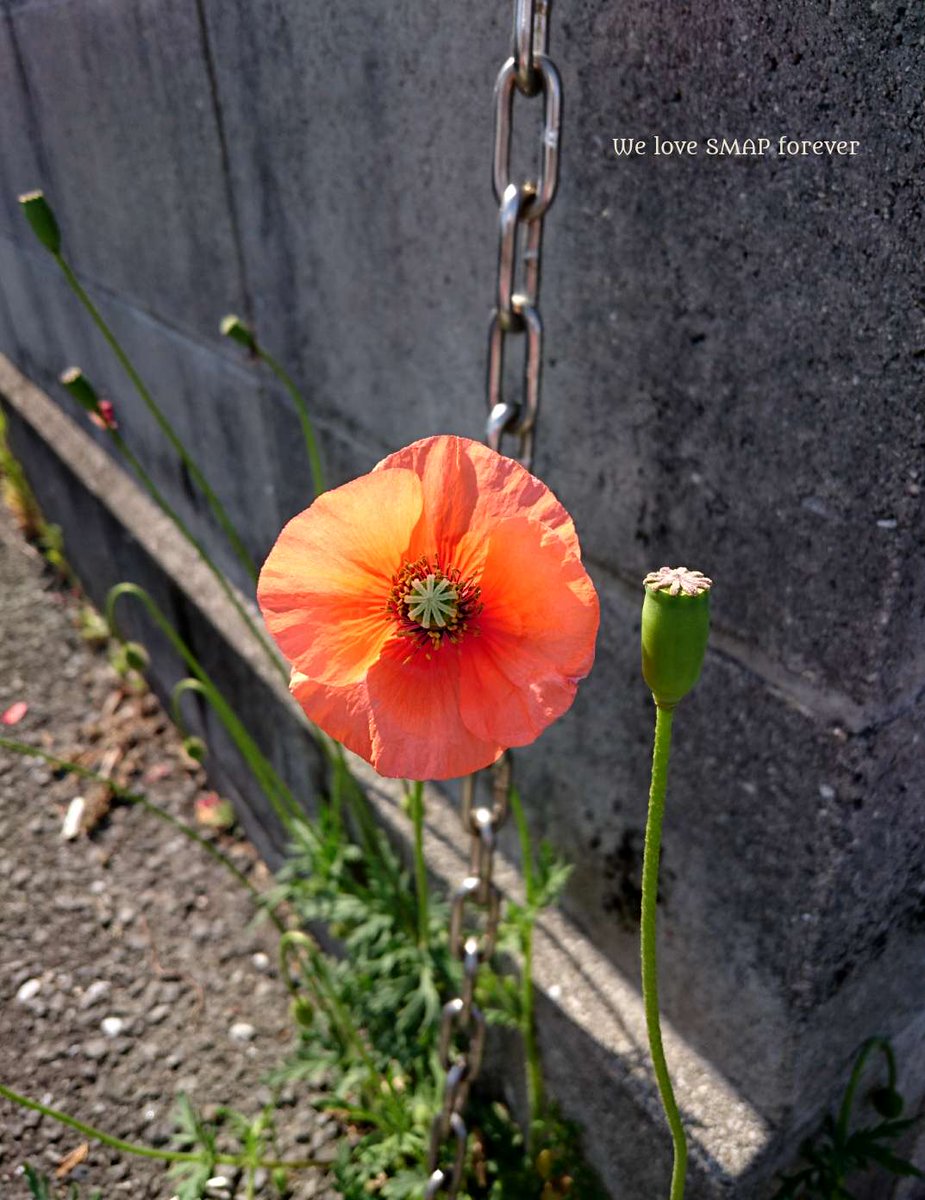 長実雛芥子 Hashtag Posts And Instagram Pictures And Videos Offerdos Com