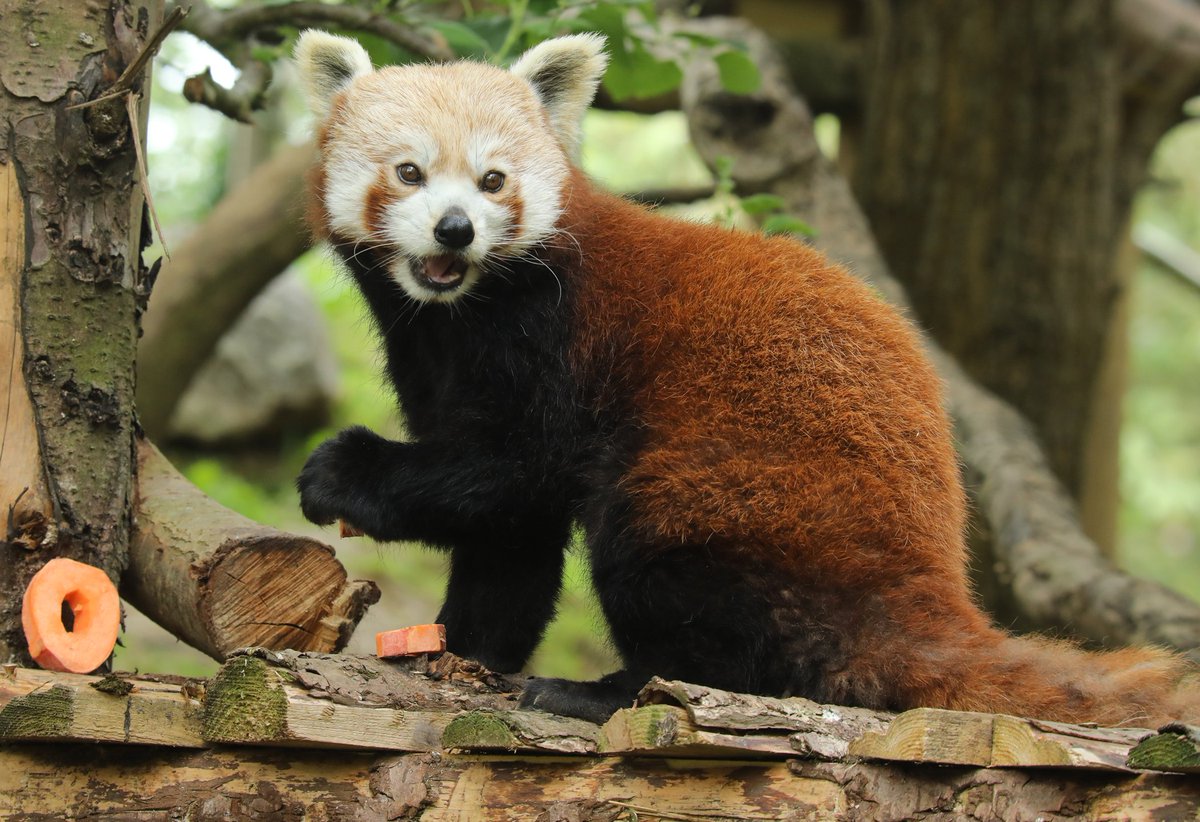 MiriamHaas11's tweet photo. 50th birthday enrichment for the female Red Panda @NewquayZoo @RedPandaNetwork #redpanda #NZ50 https://t.co/ZoLvVXLjus