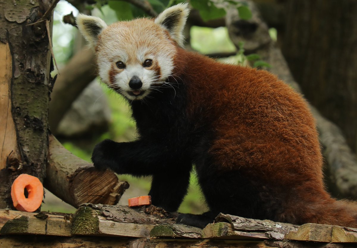 MiriamHaas11's tweet photo. 50th birthday enrichment for the female Red Panda @NewquayZoo @RedPandaNetwork #redpanda #NZ50 https://t.co/ZoLvVXLjus