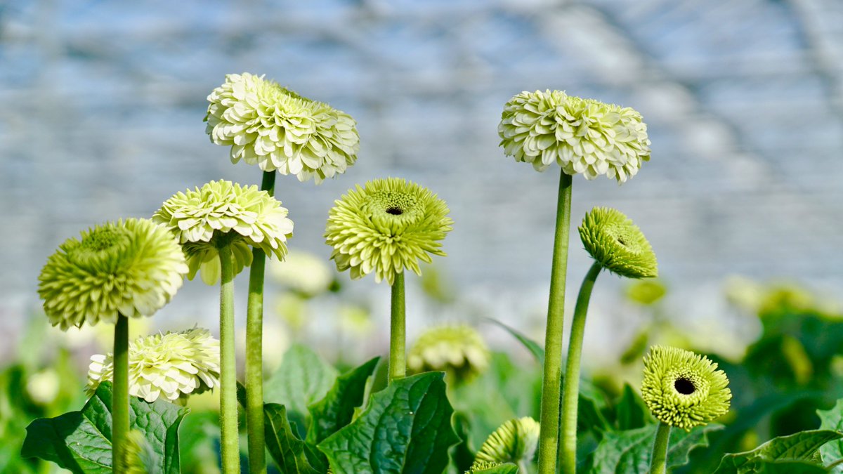 Deze unieke germini Dividivi is toch een plaatje? Deze staat te groeien bij <a href="/KwekerijAntonia/">KwekerijAntonia</a> die ook nog is lid is van de <a href="/QualityFlowerGr/">Qualityflowergroup.growersbest</a> dit is een van de vele soorten in de kwekerij bij deze germini kweker, Interesse? stuur een mail naar info@qualityflowergroup.nl