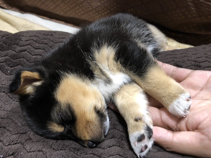 遊んでる途中で力尽きたので手が動かせません 