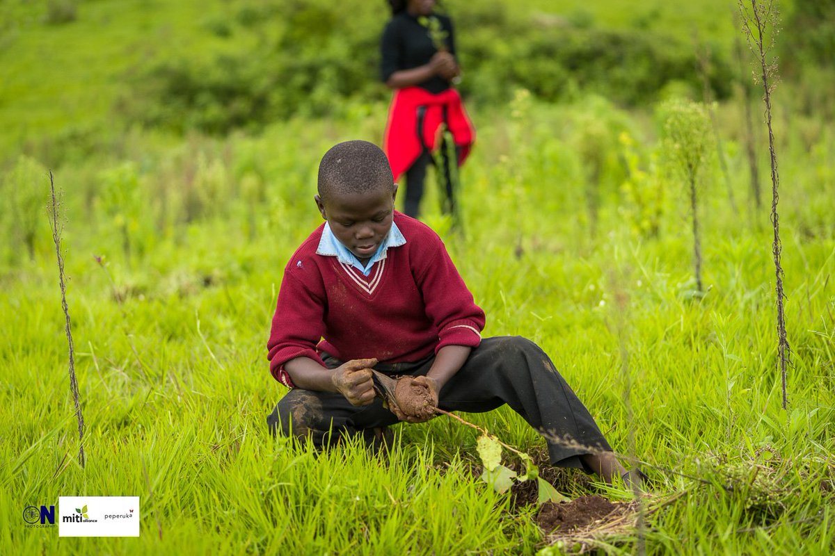 MitiAlliance's tweet photo. We're going back to Aberdares this Saturday for @TurnupForGood. For as low as 50 bob you can plant a tree, contribute &amp; we'll plant on your behalf, send pictures, a video &amp; a report. 
Lipa na Mpesa:741321
0724215977
Our target is to plant 1000 seedlings. 
#PandaMiti 🌱🌲#WED2019 https://t.co/FyrT7pFALe