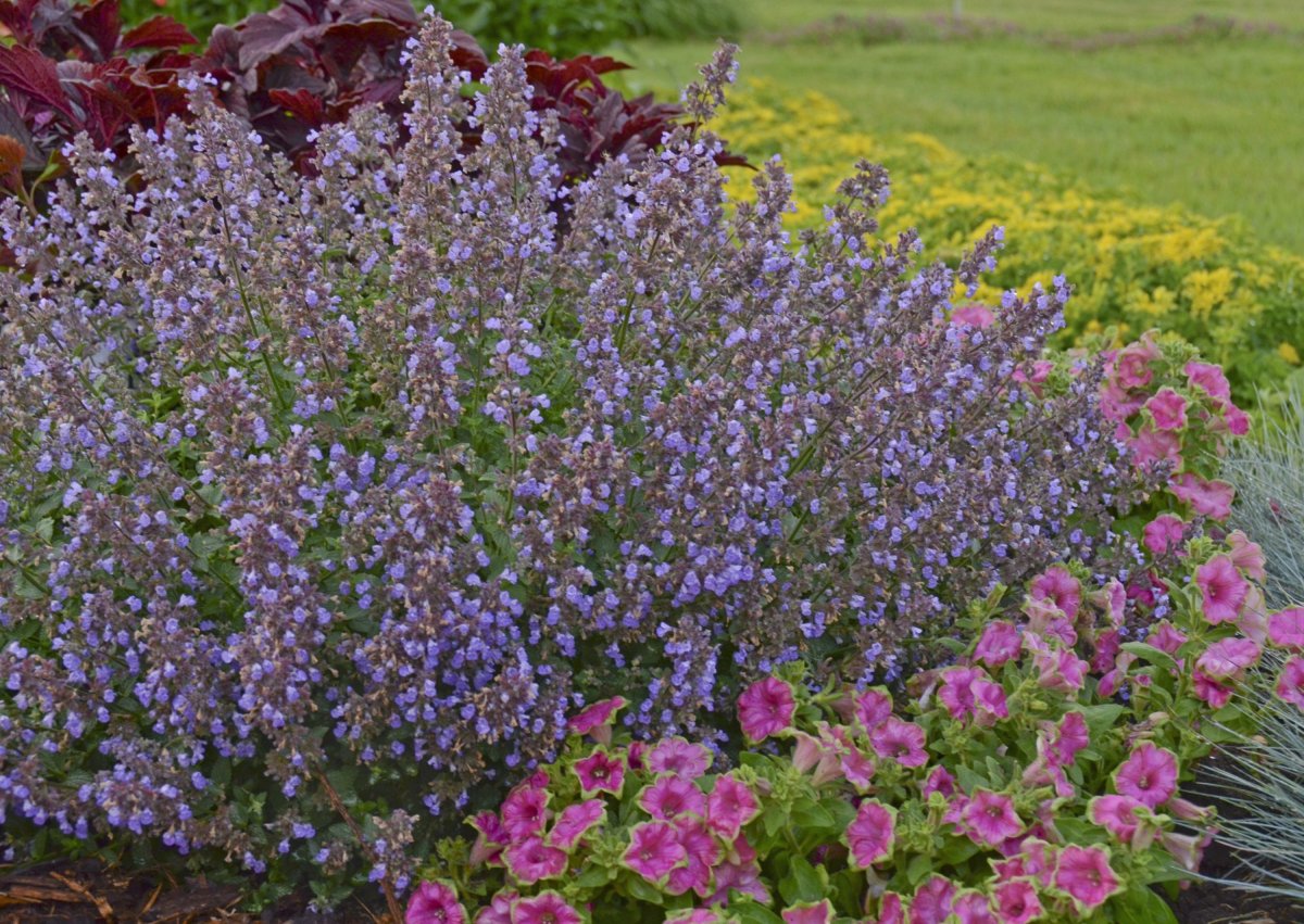 Котовник Фассена Blue Wonder