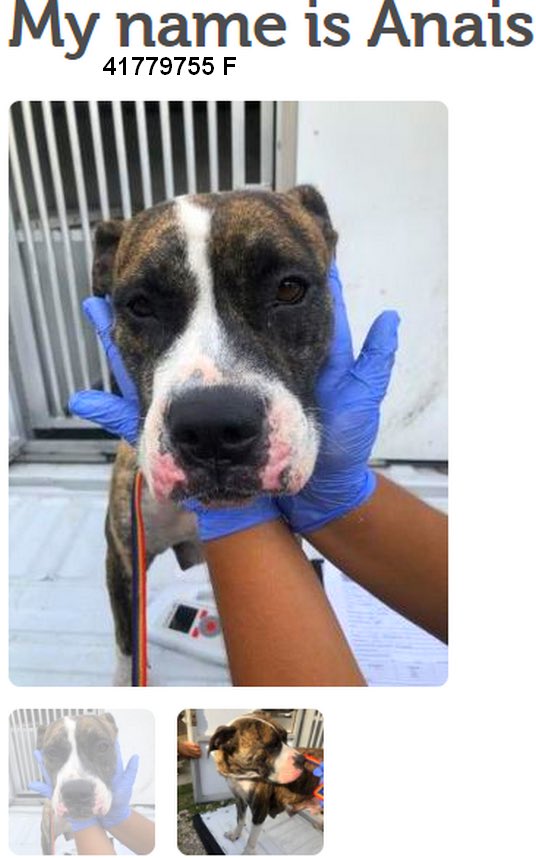 MoishesMom's tweet photo. π¨πππ»π¨πππ»#Palm #Valley #Edinburgh #STexas will πthese 2 gorgeous #Pibbles This could be any kill pound in the πΊπΈ practicing BSL through annihilation @bvanhool #2pledge Save #Reyna & #Anaisπ¨πππ» They deserve 2live #retweet #foster #adopt #transport ππ»πππ» #DogsRfamilyππ»ππΎπ https://t.co/m2rbhr0ejJ